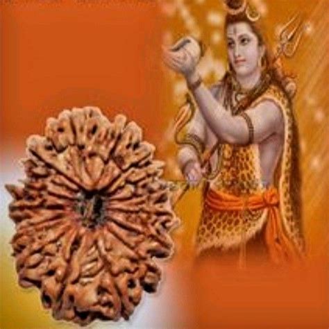 Rudraksha 21 Mukhi Nepal Reserved Hobbies Toys Memorabilia