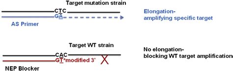 Allele Specific Non Extendable Primer Blocker PCR AS NEPB PCR For