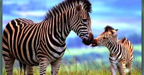 Fakta-Fakta Unik Mengenai Zebra | Nama, Gambar Binatang A-Z