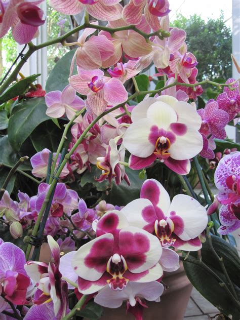 10 Unfortunate Orchid Names | Brooklyn Orchids