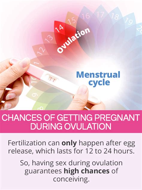 Chances Of Getting Pregnant Around Period And Ovulation SheCares