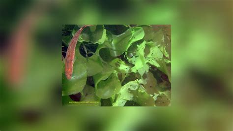 Ulva lactuca Sea Lettuce