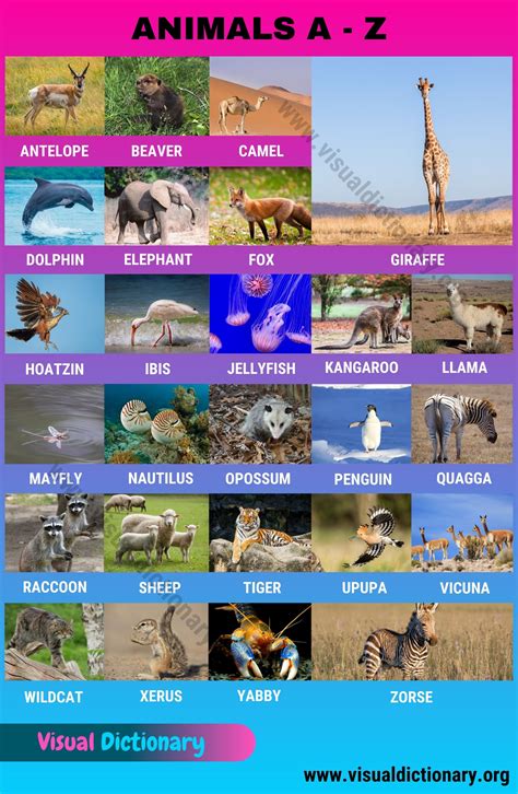 Animals A Z Amazing List Of 300 Animals A To Z In English Visual