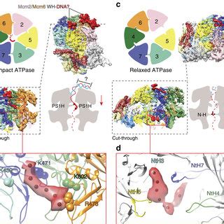CMG helicase structure at subnanometre resolution. (a) Resolution ... 