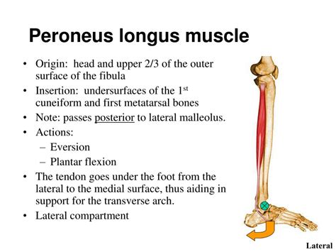 Ppt Muscles Of The Ankle And Foot Powerpoint Presentation Free