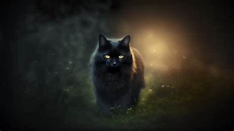 Wallpaper Ai Art Black Cats 3640x2048 Alx 2211683 Hd Wallpapers Wallhere