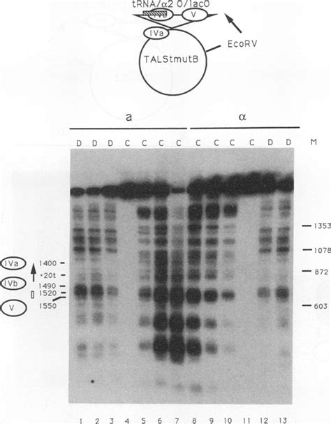 Chromatin Structure Of Talstmutb In Yeast A And A Cells Micrococcal