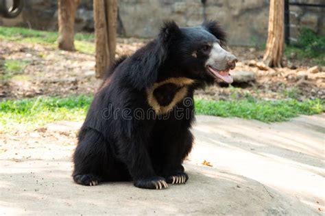 Sloth bear stock photo. Image of black, lanka, alone - 188357140