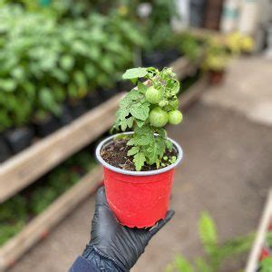 Vivero De Los Reyes Donde Reina La Naturaleza