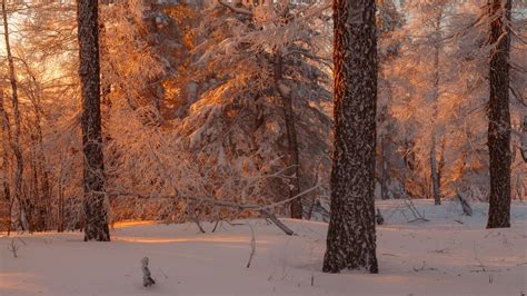 Russian Winter Forest From A Fairy Tale · Russia Travel Blog