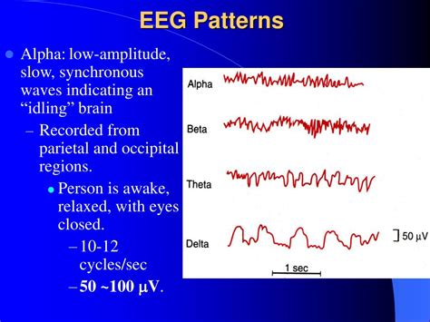 Ppt Section 6 Electroencephalogram Eeg Wakefulness And Sleep