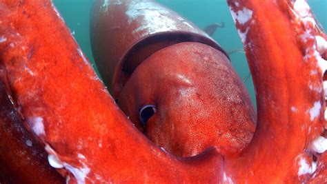 Watch Rare Giant Squid Caught On Camera In Japanese Bay