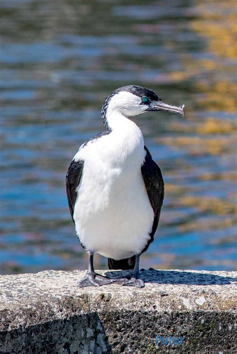 Black Faced Cormorant Peter Rowland Photographer And Writer