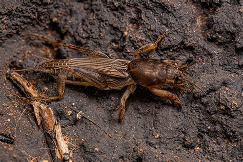 Can Mole Crickets Bite You? - Florida Lawn Pests