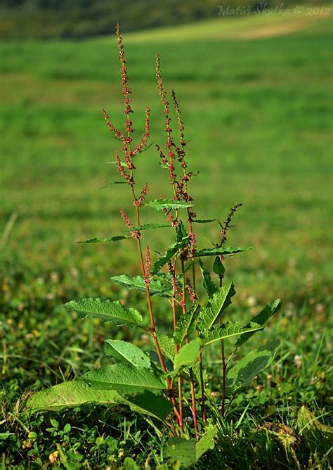 Nahuby.sk - Fotografia - štiavec Rumex sp. L.
