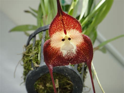 Top 10 surpreendentes espécies de orquídeas que se parecem com animais ...