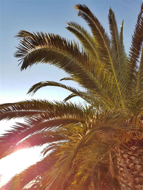 Green Palm Tree Photo · Free Stock Photo