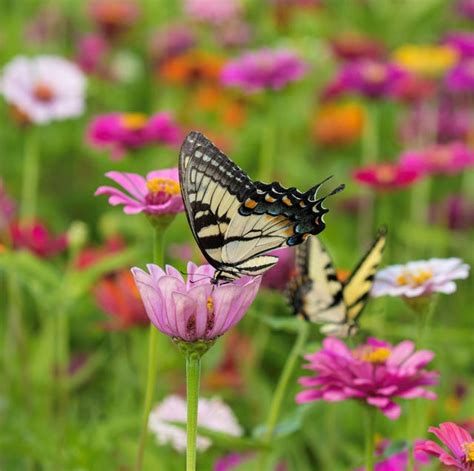 15 Best Plants That Attract Pollinators Best Flowers For Pollinators