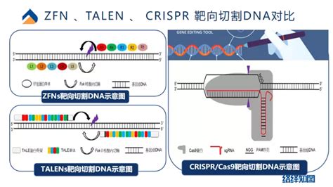 Crisprcas9基因编辑技术大热，非病毒载体技术助力递送系统优化 知乎