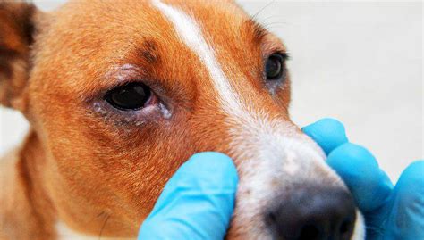 Lesioni Alla Cornea Nel Cane Le Cause I Sintomi E Il Trattamento