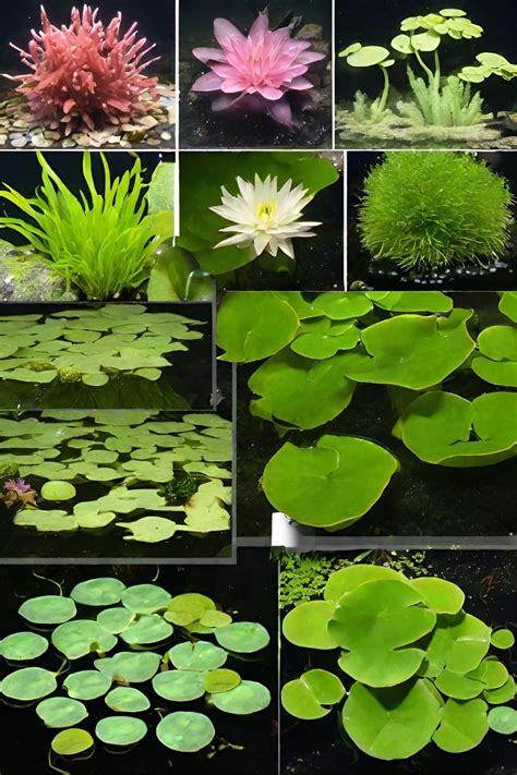 Plants For Ponds Tips On Choosing Aquatic Plants Artofit