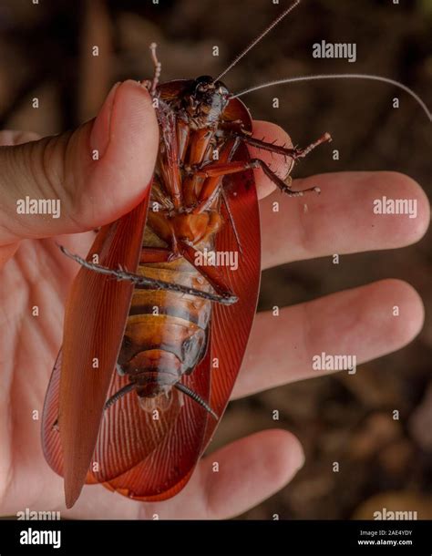 Cockroach blattodea fotografías e imágenes de alta resolución Alamy