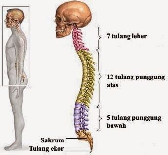 BERKONGSI SUMBER SUBJEK PENDIDIKAN ISLAM KBSM: TULANG EKOR BUKTI ...