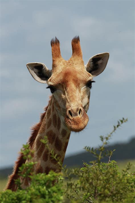 African Giraffes 037 Photograph by Bob Langrish - Fine Art America