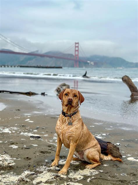 Kona’s first time in the SF bay : r/labrador
