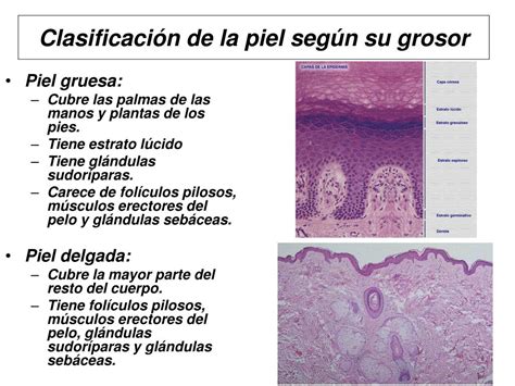 Ppt HistologÍa De La Piel Powerpoint Presentation Free Download Id