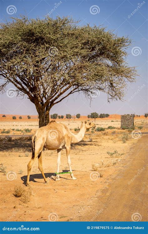 The Dromedary Arabian Camel Camelus Dromedarius With Legs Bound