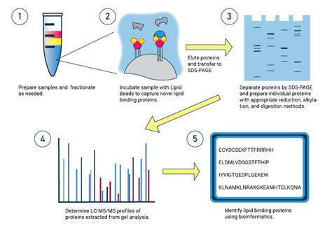 Identifying lipid-protein interactions with Lipid Beads and LC/MS ...