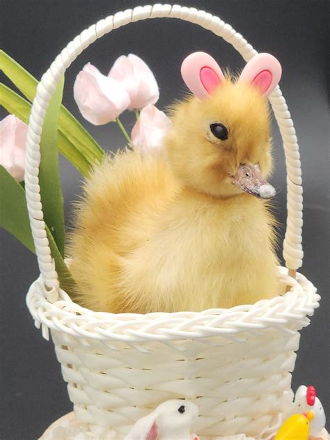 Genuine Taxidermy Duckling Easter Bunny Rabbit Ostara Spring Ducky Etsy