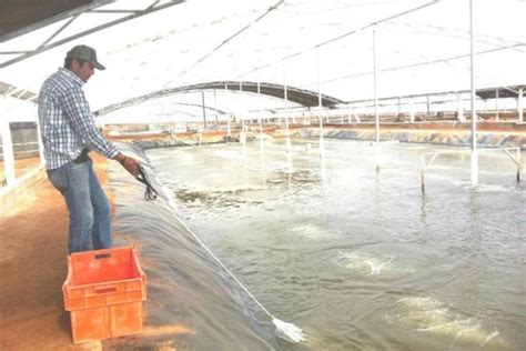 Granjas de cría de camarones como factor de crecimiento social