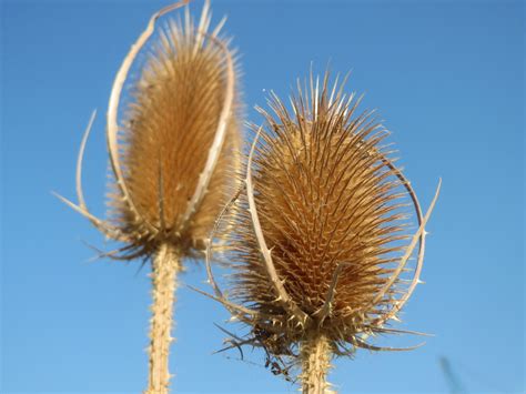 Dipsacus Sylvestris Lacamas Prairie Non Native Species Inaturalist