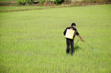 Premium Photo Farmer Spraying Chemical For Herbicide In Paddy Or Rice