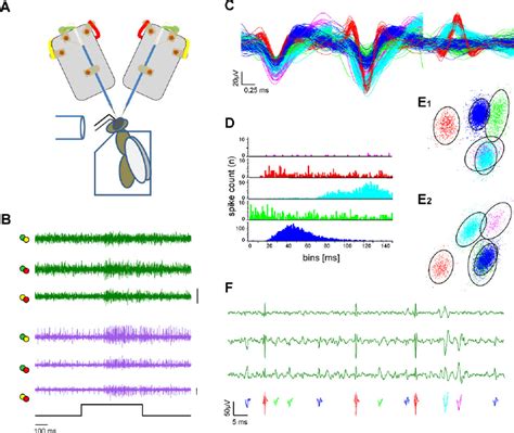 Extracellular Recording At Two Neural Tracts And Single Unit Extraction Download Scientific