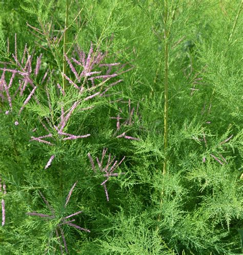 The Genus Tamarix Tamarisk, Salt Cedar Stock Image - Image of ...