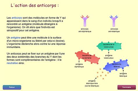 Logiciel D Fenses Immunitaires Me Svt Acad Mie De Besan On