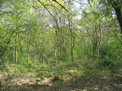 Scrub Hill Wood Brentwood © John Winfield Geograph Britain And Ireland