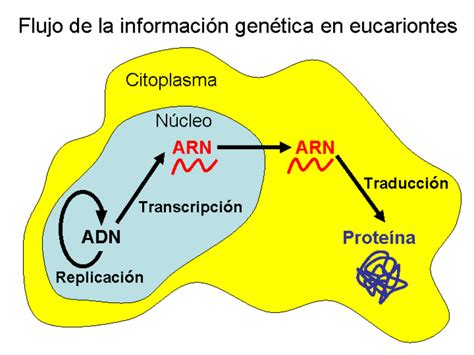 Transcripci N Y Traducci N