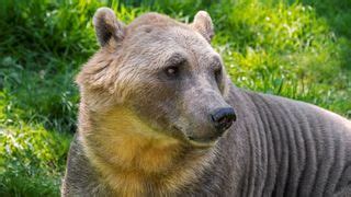 'Pizzly' bear hybrids are spreading across the Arctic thanks to climate ...