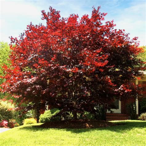 Acer Palmatum Emperor One