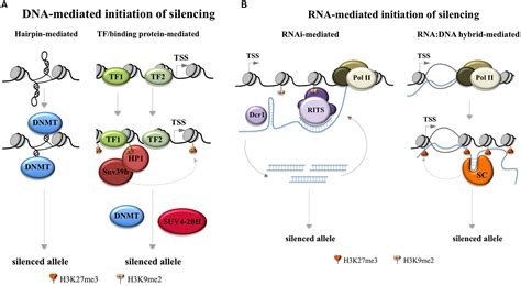 Frontiers Repeat Mediated Genetic And Epigenetic Changes At The FMR1