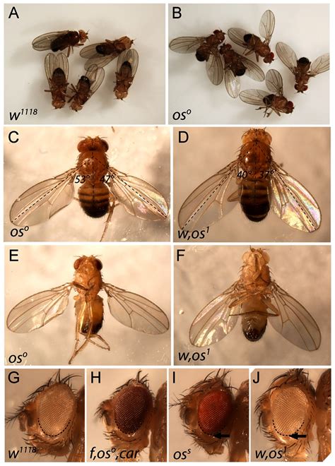 Genotype Drosophila Melanogaster