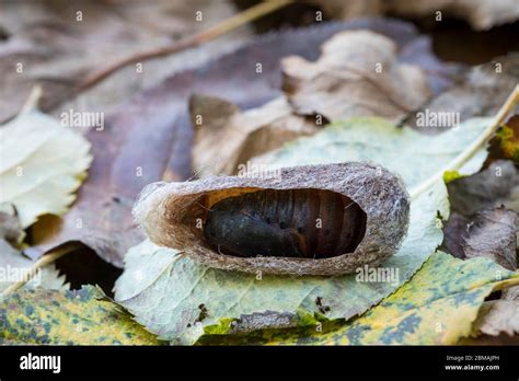 Schmetterlingspuppe geoeffnet fotografías e imágenes de alta resolución