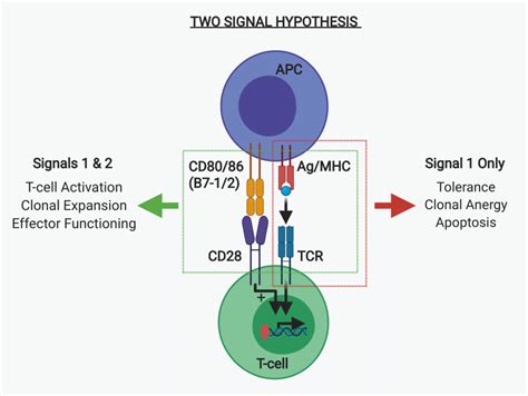 Two Signal Hypothesis For T Cell Activation Signal 1 Is Generated From