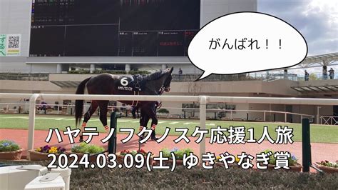 ハヤテノフクノスケ応援1人旅阪神競馬場 ゆきやなぎ賞2024 Youtube