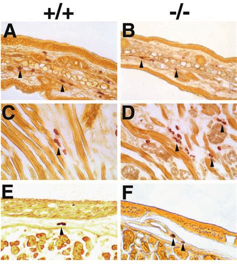 Identification of active tryptase in mouse tissues. Tryptase enzyme ...