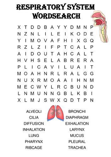 Biology Word Search Puzzle The Respiratory System Includes Answer Key